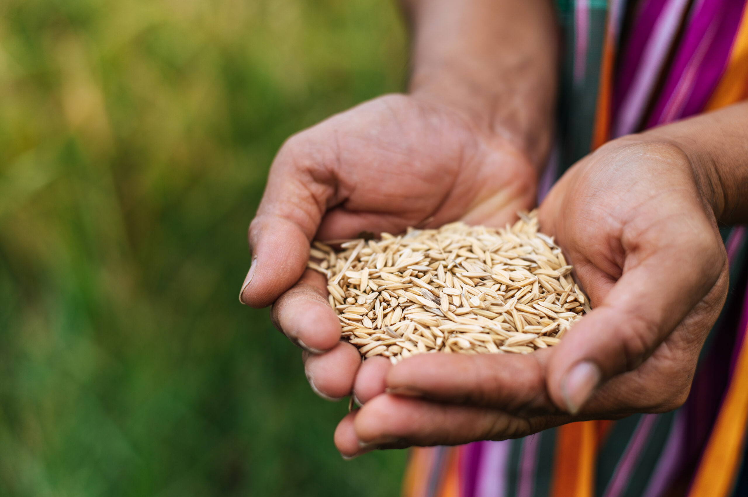 Sri Lankan Heirloom Rice Varieties – the superfood in your kitchen